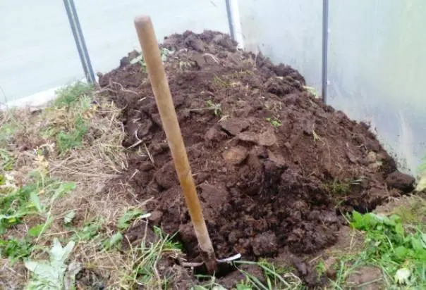 How to prepare the soil for planting cucumbers