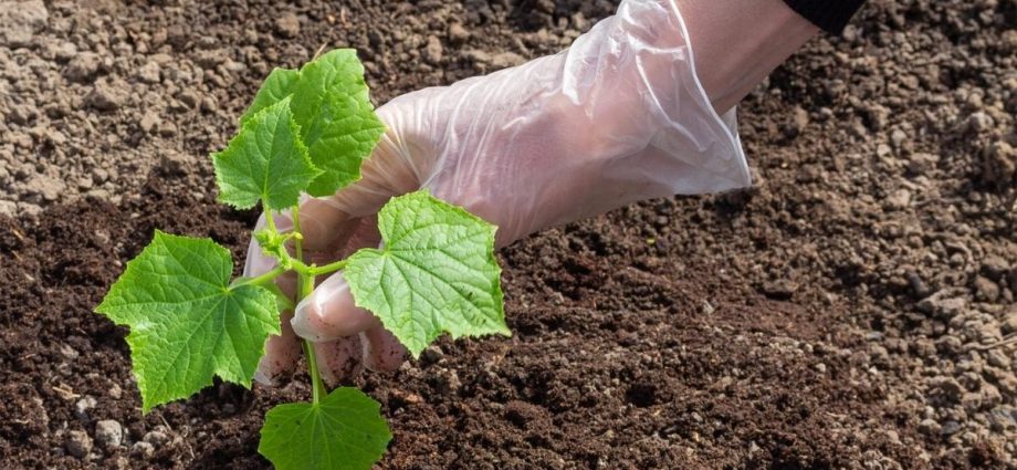 How to prepare the soil for planting cucumbers