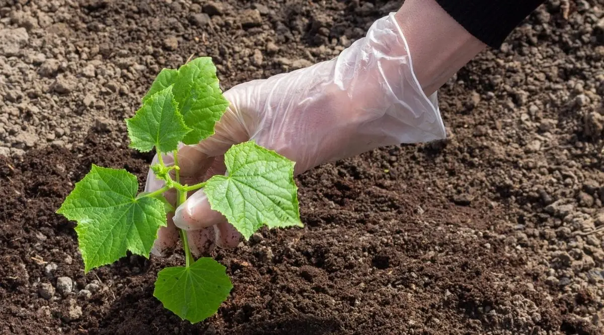 How to prepare the soil for planting cucumbers