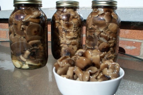 How to preserve oyster mushrooms for the winter at home