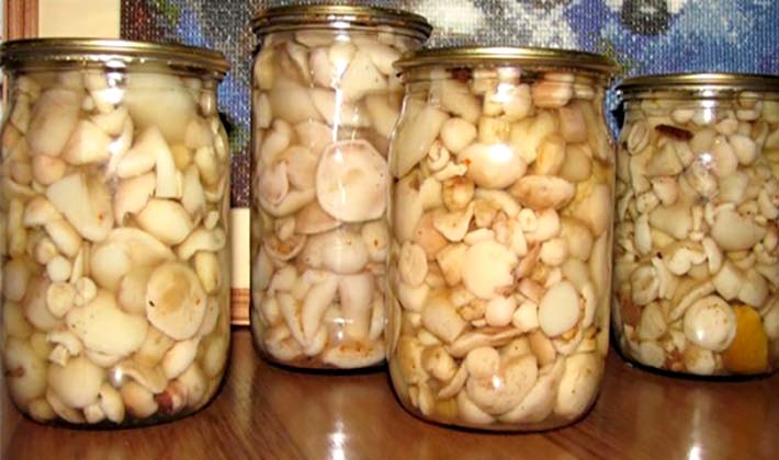 How to preserve porcini mushrooms at home