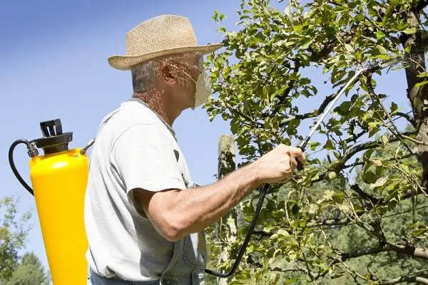 How to process a pear in spring and autumn