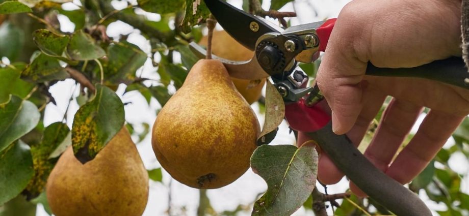 How to process a pear in spring and autumn