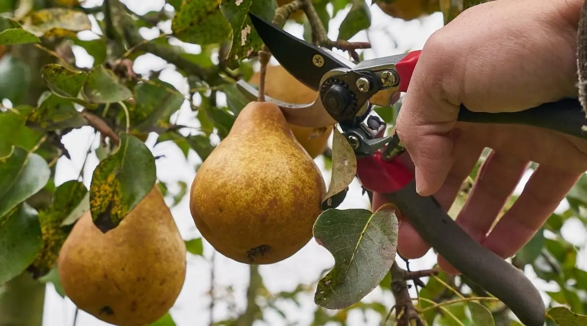 How to process a pear in spring and autumn