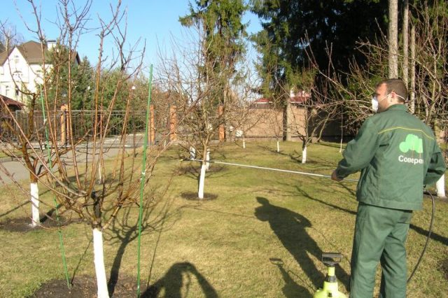 How to process a plum in the spring