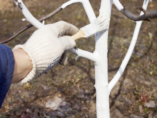 How to process a plum in the spring