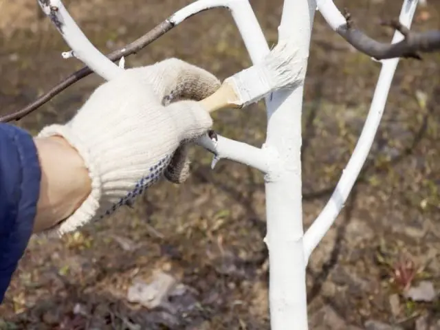 How to process a plum in the spring