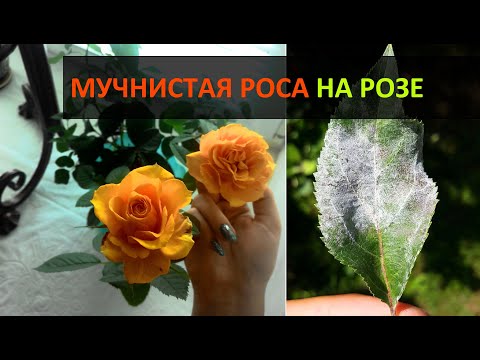 How to process and how to get rid of powdery mildew on roses: preparations, photos