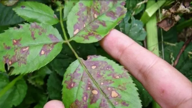 How to process and how to get rid of powdery mildew on roses: preparations, photos