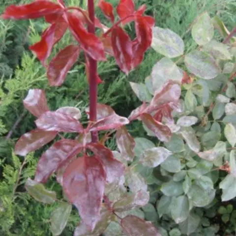 How to process and how to get rid of powdery mildew on roses: preparations, photos