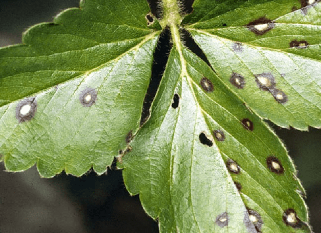 How to process and what to do if strawberry leaves are in holes