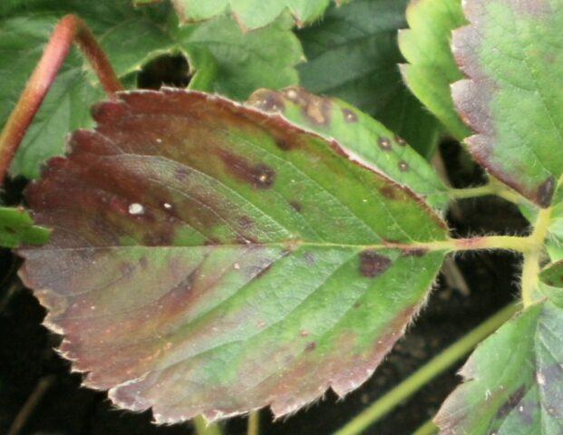 How to process and what to do if strawberry leaves are in holes