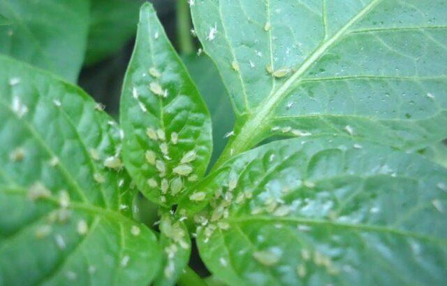 How to process eggplant from aphids