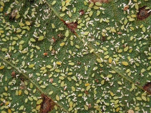 How to process eggplant from aphids