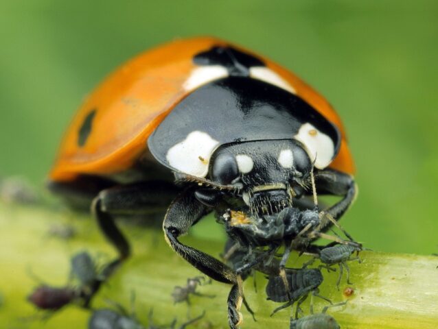 How to process eggplant from aphids