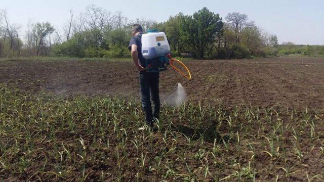 How to process garlic from pests