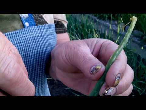 How to process garlic from pests