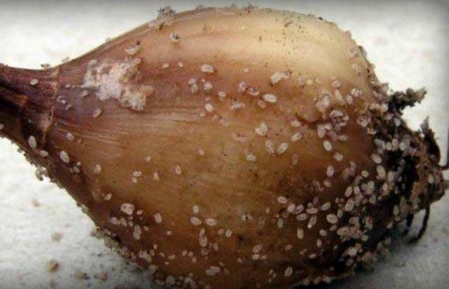 How to process garlic from pests