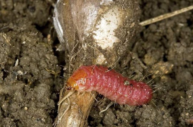 How to process garlic from pests