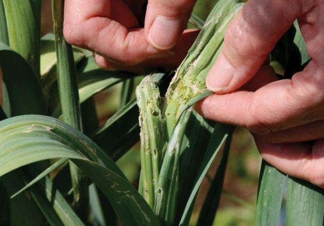 How to process garlic from pests