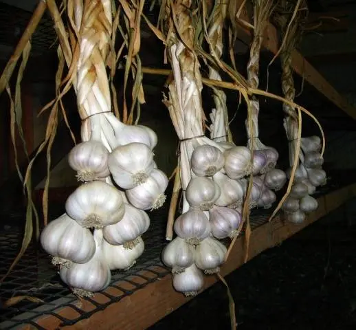 How to process garlic in the fall before planting