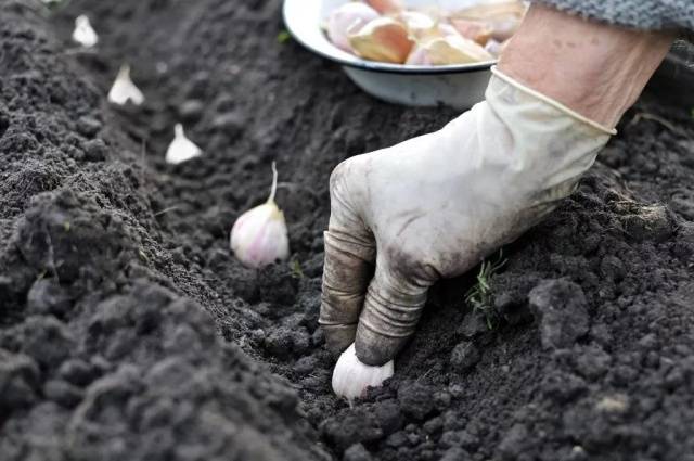 How to process garlic in the fall before planting