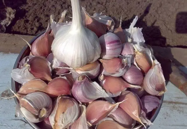 How to process garlic in the fall before planting