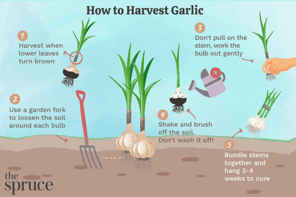 How to process garlic in the fall before planting