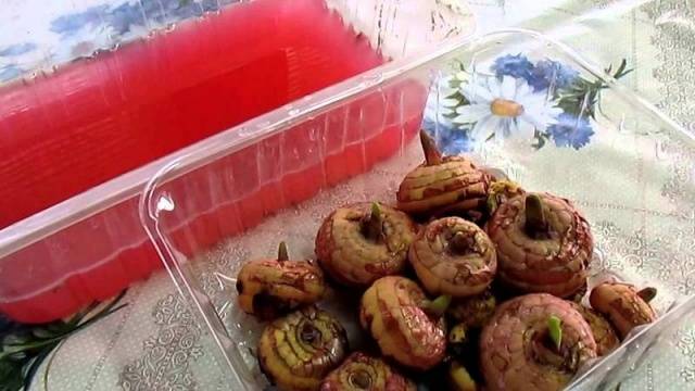 How to process gladiolus bulbs before planting 