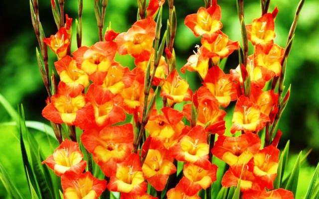 How to process gladiolus bulbs before planting 