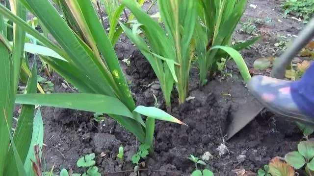 How to process gladiolus bulbs before planting 