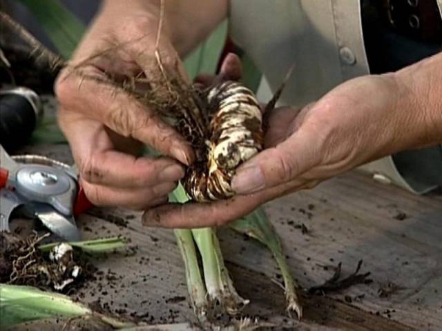 How to process gladiolus bulbs before planting 