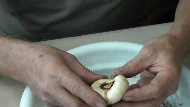 How to process gladiolus bulbs before planting 