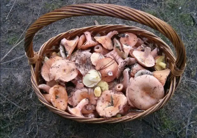 How to process mushrooms after harvest