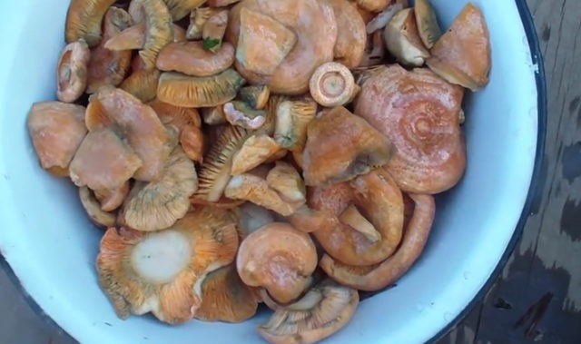 How to process mushrooms after harvest