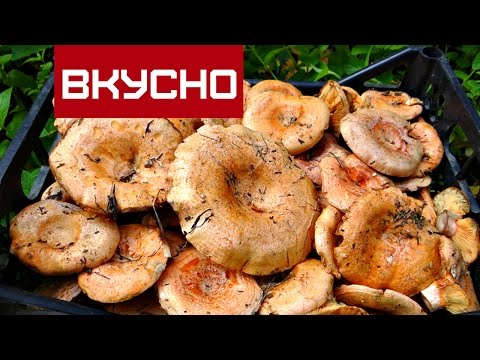 How to process mushrooms after harvest