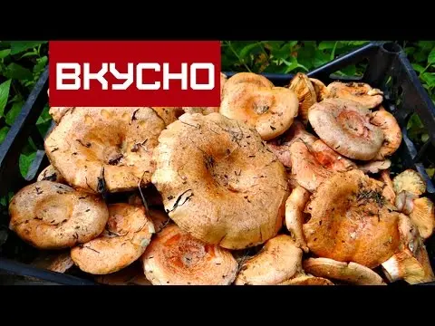 How to process mushrooms after harvest