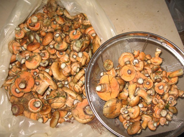 How to process mushrooms after harvest