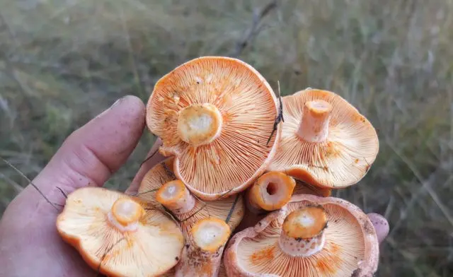 How to process mushrooms after harvest