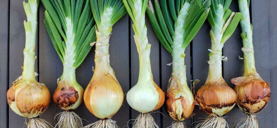 How to process onion sets before planting to get a crop