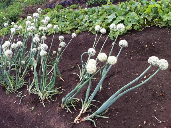 How to process onions before planting