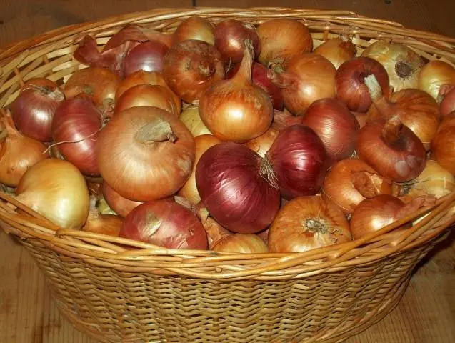 How to process onions before planting