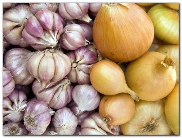 How to process onions before planting