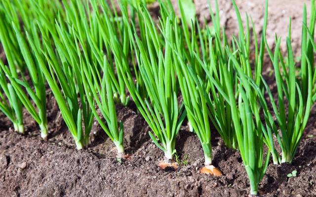 How to process onions before planting