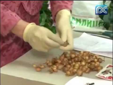 How to process onions before planting