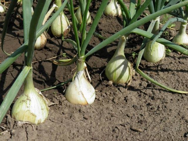 How to process onions before planting