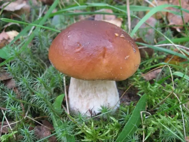 How to process porcini mushrooms before cooking