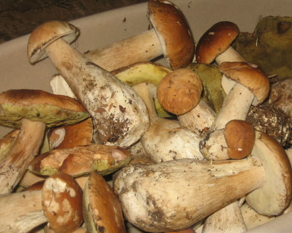 How to process porcini mushrooms before cooking