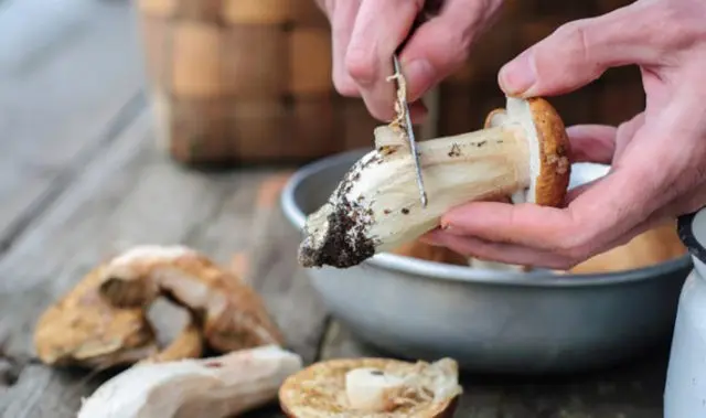 How to process porcini mushrooms before cooking