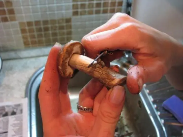 How to process porcini mushrooms before cooking